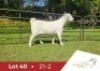 1 X SA SAVANNA STUD DOE DANIE DU TOIT SAVANNA STOET