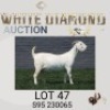 1 X SA SAVANNA FLOCK PREGNANT DOE MAIZE VALLEY
