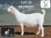 1 X SA SAVANNA STUD DOE BARNARD & SEUNS SAVANNA STOET