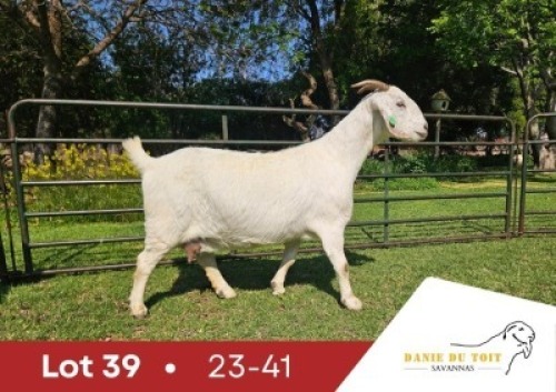 1 X SA SAVANNA FLOCK PREGNANT DOE DANIE DU TOIT SAVANNA STOET