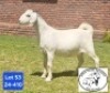 1 X SA SAVANNA FLOCK PREGNANT DOE JOHAN MARITZ
