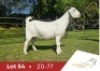 1 X SA SAVANNA FLOCK PREGNANT DOE DANIE DU TOIT SAVANNA STOET
