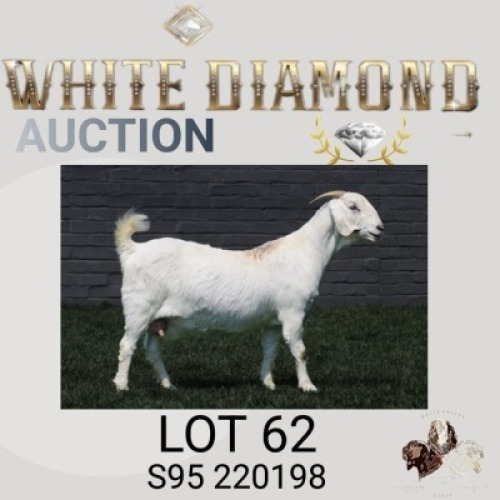 1 X SA SAVANNA FLOCK PREGNANT DOE MAIZE VALLEY