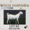 1 X SA SAVANNA FLOCK PREGNANT DOE MAIZE VALLEY