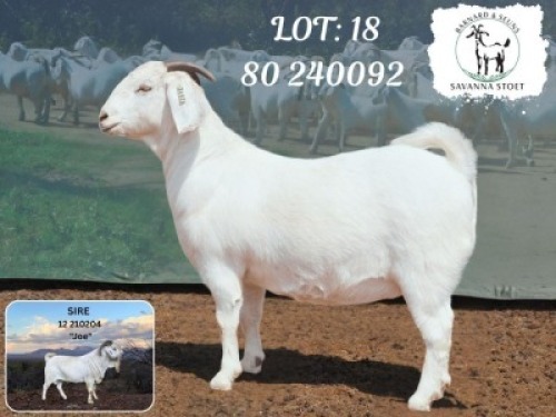 1 X SA SAVANNA FLOCK DOE BARNARD & SEUNS SAVANNA STOET