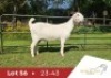 1 X SA SAVANNA FLOCK DOE DANIE DU TOIT SAVANNA STOET