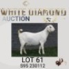 1 X SA SAVANNA STUD PREGNANT DOE MAIZE VALLEY