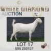 1 X SA SAVANNA STUD DOE MAIZE VALLEY