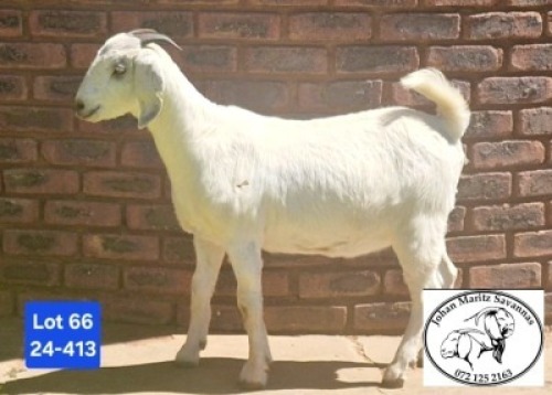 1 X SA SAVANNA FLOCK PREGNANT DOE JOHAN MARITZ