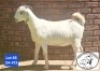 1 X SA SAVANNA FLOCK PREGNANT DOE JOHAN MARITZ