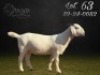 1 X SA SAVANNA STUD PREGNANT DOE BGB SAVANNAS