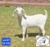 1 X SA SAVANNA FLOCK DOE JOHAN MARITZ