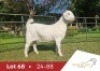 1 X SA SAVANNA FLOCK DOE DANIE DU TOIT SAVANNA STOET