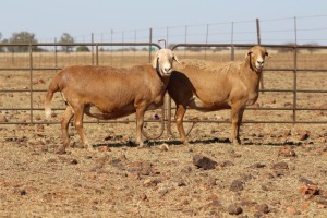 2 X MEATMASTERS OOI/EWE DIDYMUS MEATMASTERS