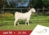 1 X SA SAVANNA FLOCK PREGNANT DOE DANIE DU TOIT SAVANNA STOET
