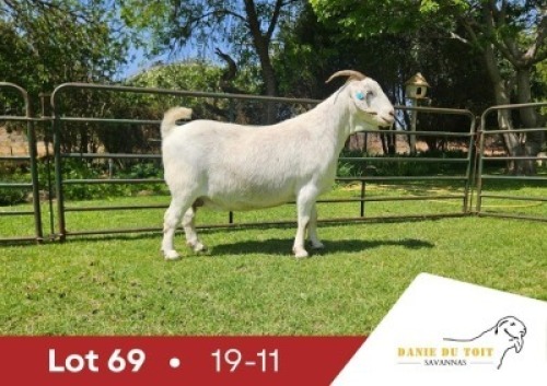 1 X SA SAVANNA FLOCK PREGNANT DOE DANIE DU TOIT SAVANNA STOET