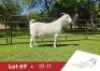 1 X SA SAVANNA FLOCK PREGNANT DOE DANIE DU TOIT SAVANNA STOET