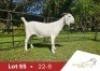 WITHDRAWN - 1 X SA SAVANNA DOE DANIE DU TOIT SAVANNA STOET