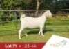 1 X SA SAVANNA FLOCK PREGNANT DOE DANIE DU TOIT SAVANNA STOET