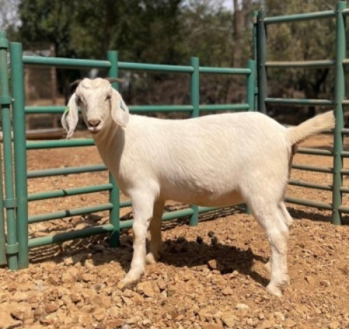 1 X SA SAVANNA FLOCK DOE KLEINNOOD