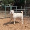 1 X SA SAVANNA FLOCK BUCK KLEINNOOD