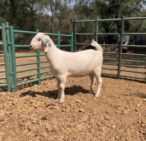1 X SA SAVANNA STUD DOE KLEINNOOD