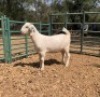 1 X SA SAVANNA STUD DOE KLEINNOOD