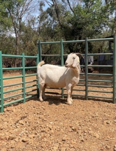 1 X SA SAVANNA FLOCK DOE KLEINNOOD