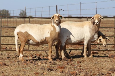 3 X MEATMASTERS OOI/EWE DIDYMUS MEATMASTERS