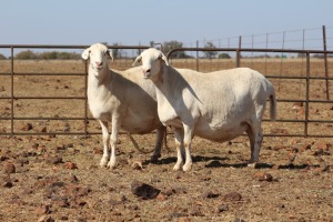 2 X MEATMASTERS OOI/EWE DIDYMUS MEATMASTERS