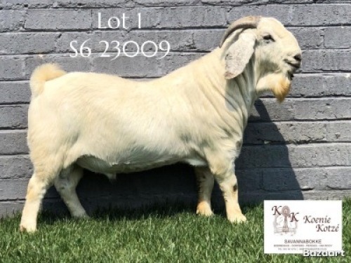 WITHDRAWN - 1 X SA SAVANNA BUCK KOENIE KOTZE