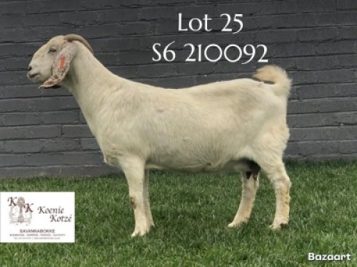 1 X SA SAVANNA STUD DOE KOENIE KOTZE