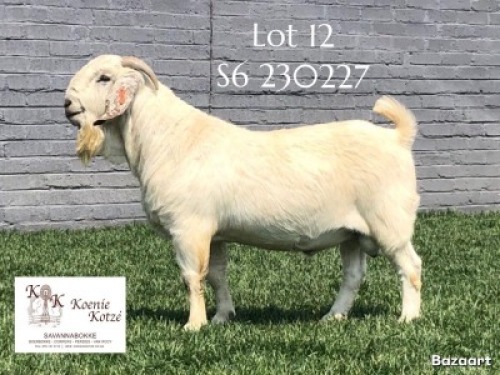 1 X SA SAVANNA STUD BUCK KOENIE KOTZE