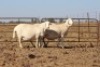 2 X MEATMASTERS OOI/EWE DIDYMUS MEATMASTERS - 2