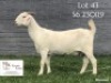1 X SA SAVANNA FLOCK DOE KOENIE KOTZE