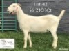 1 X SA SAVANNA STUD DOE KOENIE KOTZE