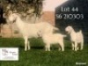 WITHDRAWN - 1 X SA SAVANNA DOE KOENIE KOTZE