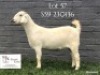 1 X SA SAVANNA STUD DOE KOENIE KOTZE