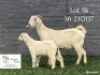 1+1 X SA SAVANNA STUD DOE KOENIE KOTZE