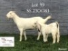 1+1 X SA SAVANNA FLOCK DOE KOENIE KOTZE