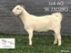 1 X SA SAVANNA FLOCK DOE KOENIE KOTZE