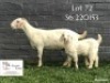 1+1 X SA SAVANNA FLOCK DOE KOENIE KOTZE