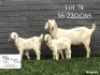 1+2 X SA SAVANNA FLOCK DOE KOENIE KOTZE