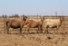 3 X MEATMASTERS OOI/EWE DIDYMUS MEATMASTERS