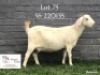 1+1 X SA SAVANNA FLOCK DOE KOENIE KOTZE