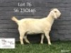 1 X SA SAVANNA STUD PREGNANT DOE KOENIE KOTZE