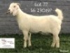 1 X SA SAVANNA FLOCK PREGNANT DOE KOENIE KOTZE