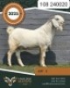 1 X SA SAVANNA FLOCK BUCK HAKUNA MATATA STOET
