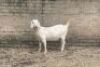 WITHDRAWN - 1 X SA SAVANNA DOE KLEINNOOD