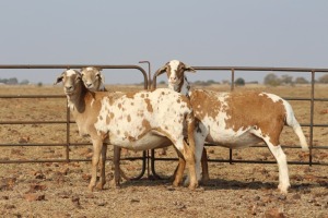 3 X MEATMASTERS OOI/EWE DIDYMUS MEATMASTERS